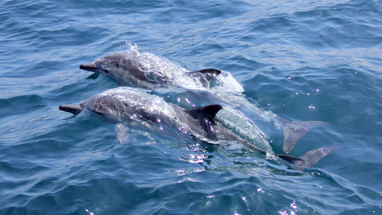 Common dolphin endangered PETS sea life